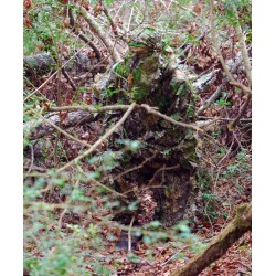TITAN LEAFY SUIT MOSSY OAK